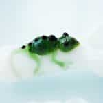 Gecko Glass Green Lizard Pipe Hand Blown Pipe - Image 5